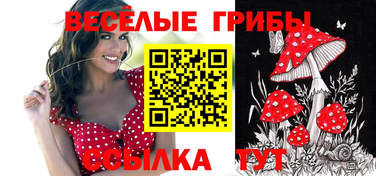 Псилоцибиновые грибы прущие грибы  Новочебоксарск  Псилоцибиновые грибы Psilocybine cubensis 